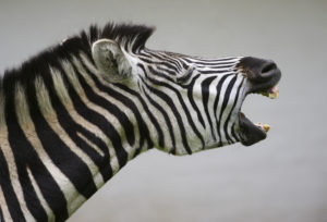 A zebra with a grouchy disposition