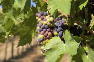 Colorful grapes on a vine