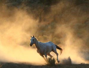 horse running and kicking up dust