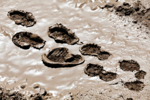 muddy footprints