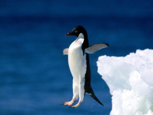 Penguin jumping off an iceberg ledge