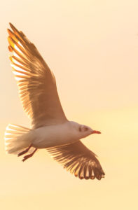 a golden gull flying high in the sunlight
