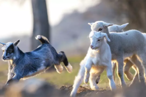 a young goat running wildly through sheep