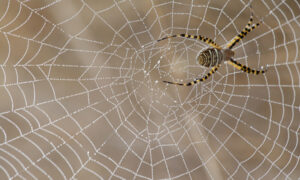 A spider spinning an intricate web
