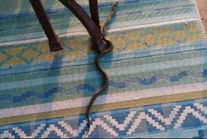 A snake crawling across a patio rug