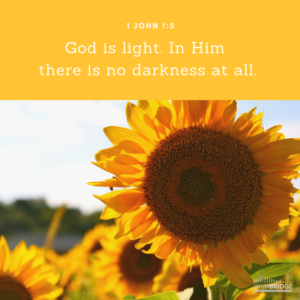 A sunflower in the light 1 John 1:5 Scripture