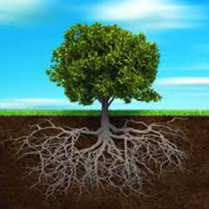 a tree with deep roots