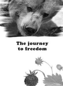 A black and white image of a bear longing for a strawberry patch