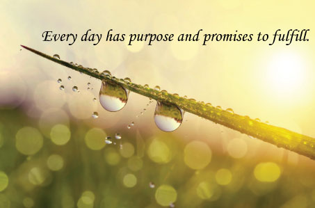 A blade of grass with a dew drop