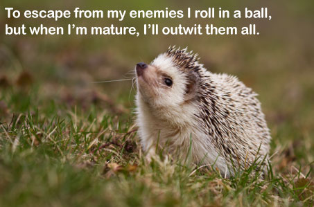 May 2025 Reflection a hedgehog in the grass