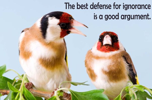 one bird talking to another