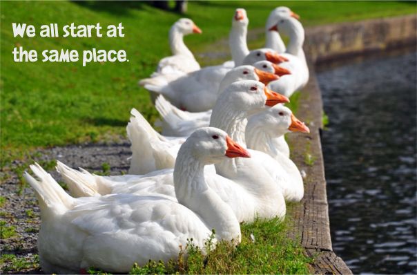 Geese lined up